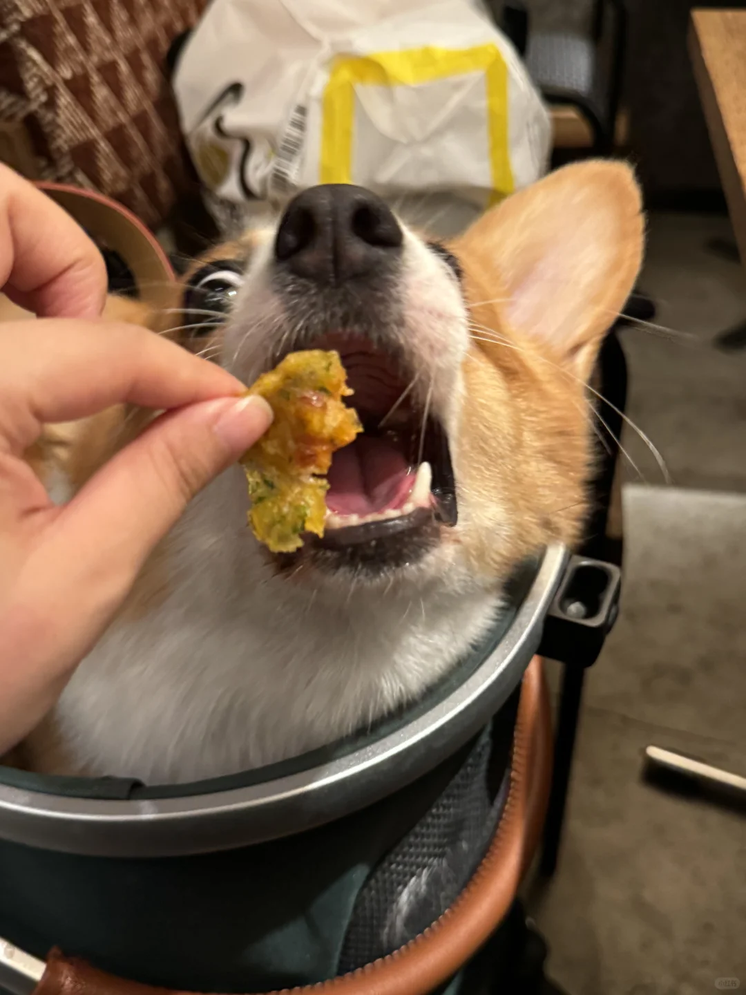 贪吃小狗🦴眼里写满了虔诚🤣