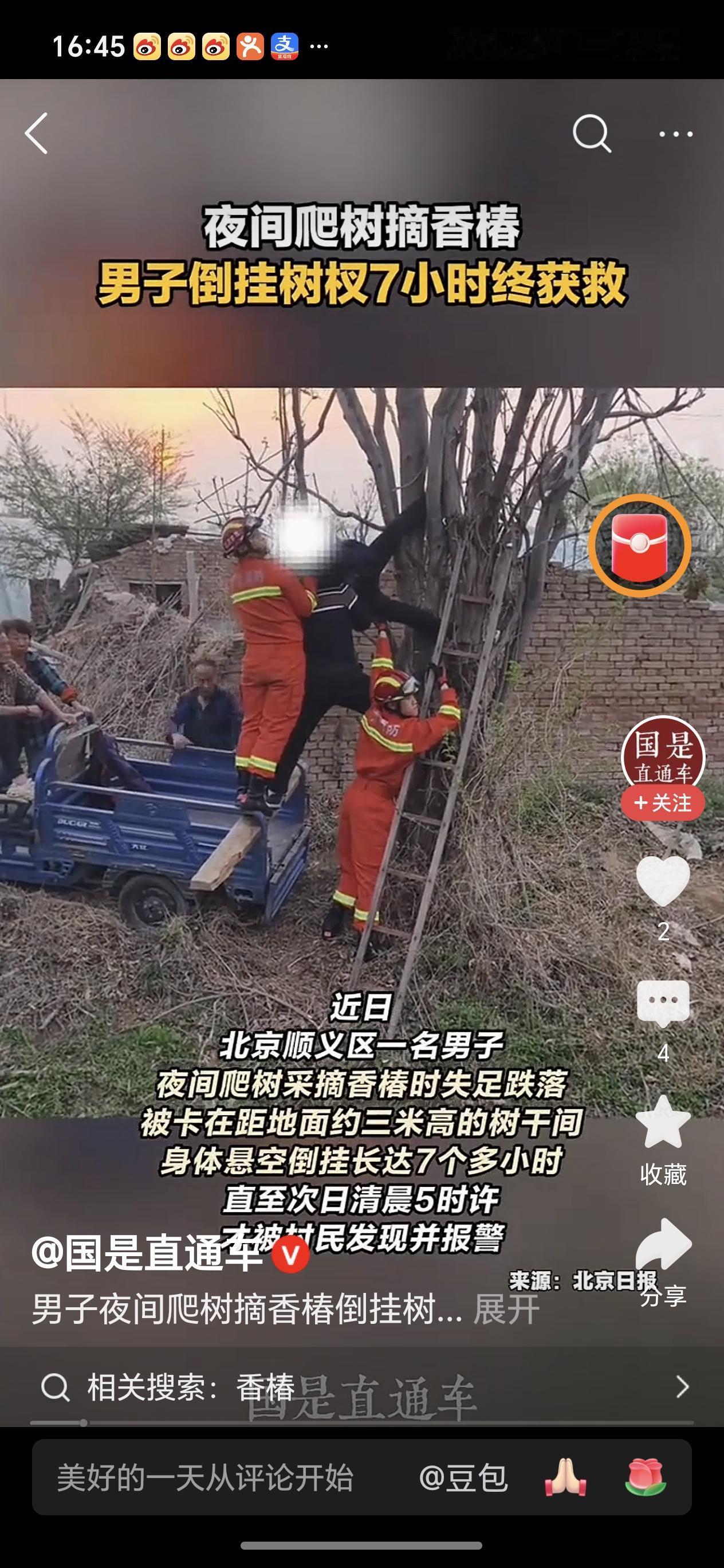 有亲自爬到香椿树上摘过香椿吗?近日北京顺义一位先生，为吃香椿这一口鲜，晚上10点