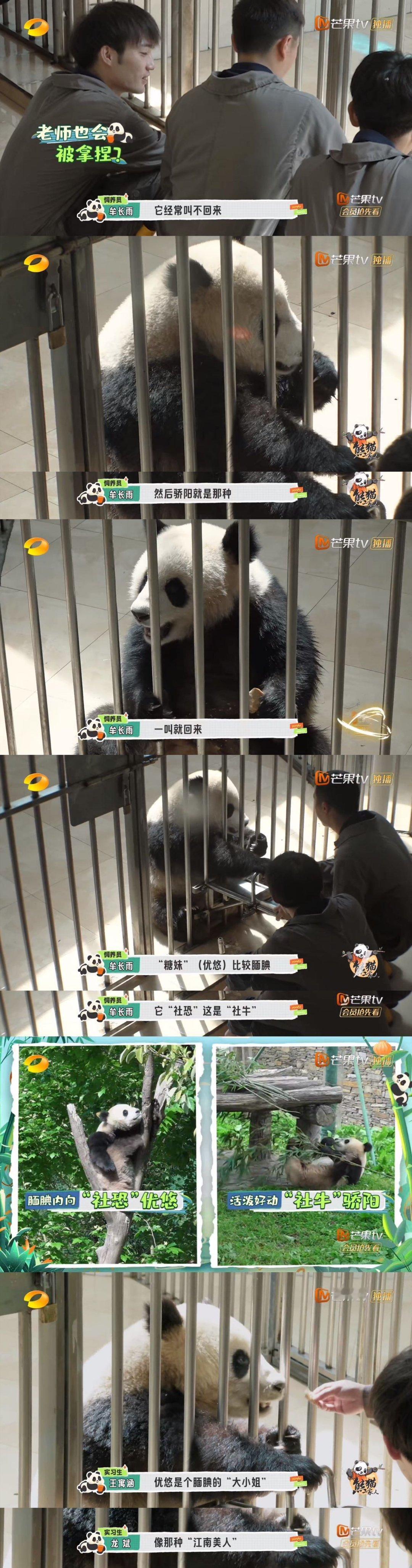 #大熊猫骄阳优悠是IE浏览器# 想看i熊猫和e熊猫是什么样子的吗？打开芒果TV看