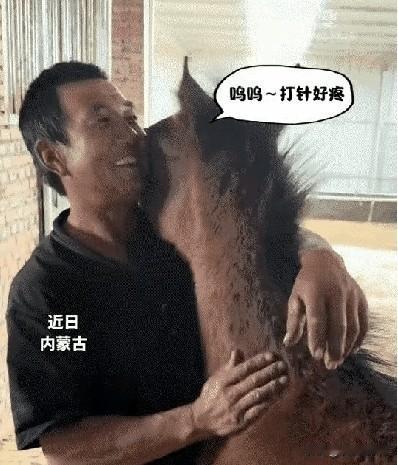 内蒙古的一个兽医师傅正在给一匹小马打针，这时小马的主人来了，这匹小马好像知道了，