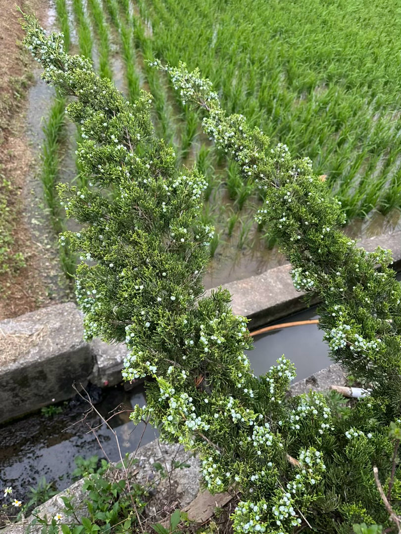 遛狗时发现了路边的圓柏树开了小花，很少见他开花，蛮特别的 