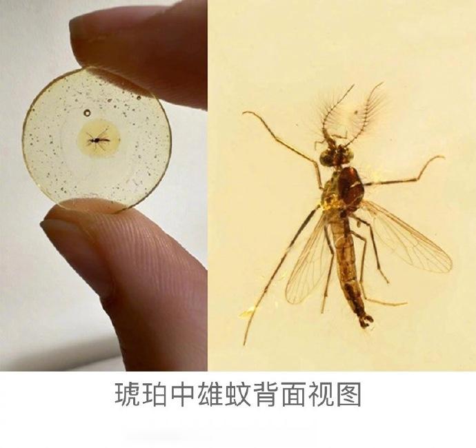#已知最古老的蚊子高清照片#【#科学家发现约1.3亿年前的蚊子#】近日，中国科学