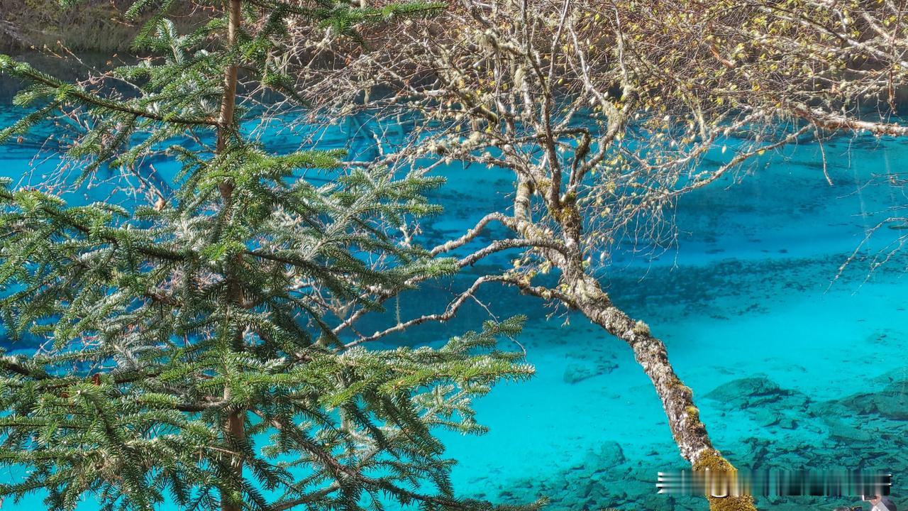 九寨沟的后劲还是很大，目前已经到了彩林的巅峰期，想去九寨沟看彩林的一定要抓紧去看