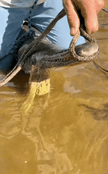 这种鱼的牙齿看起来是非常锋利的，而且嘴巴又长，看起来就非常的凶猛，这种鱼大概跟鳄