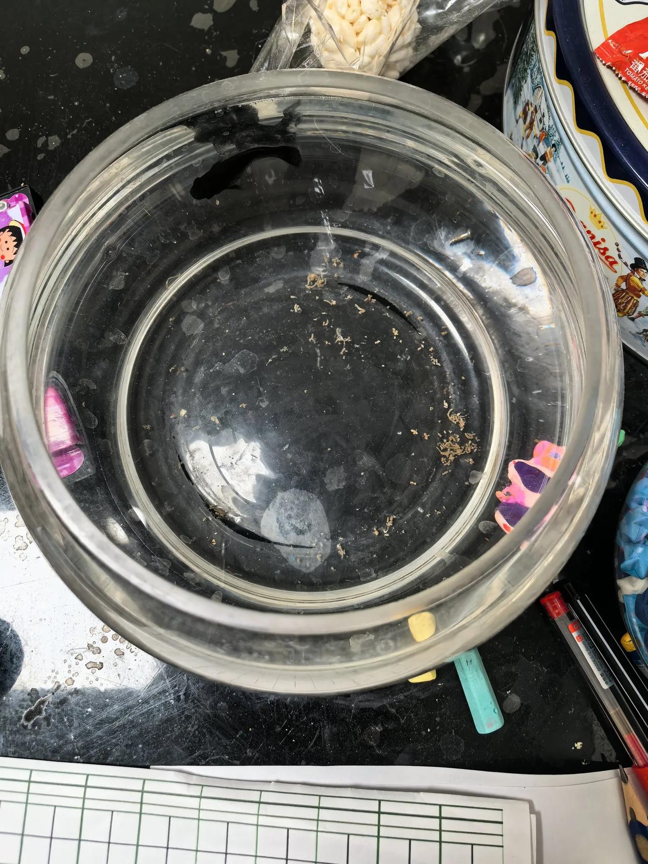 今天发现一个有趣的事情。家里养的小黑鱼竟然会倒着游泳。

一直以为鱼是一直向前游