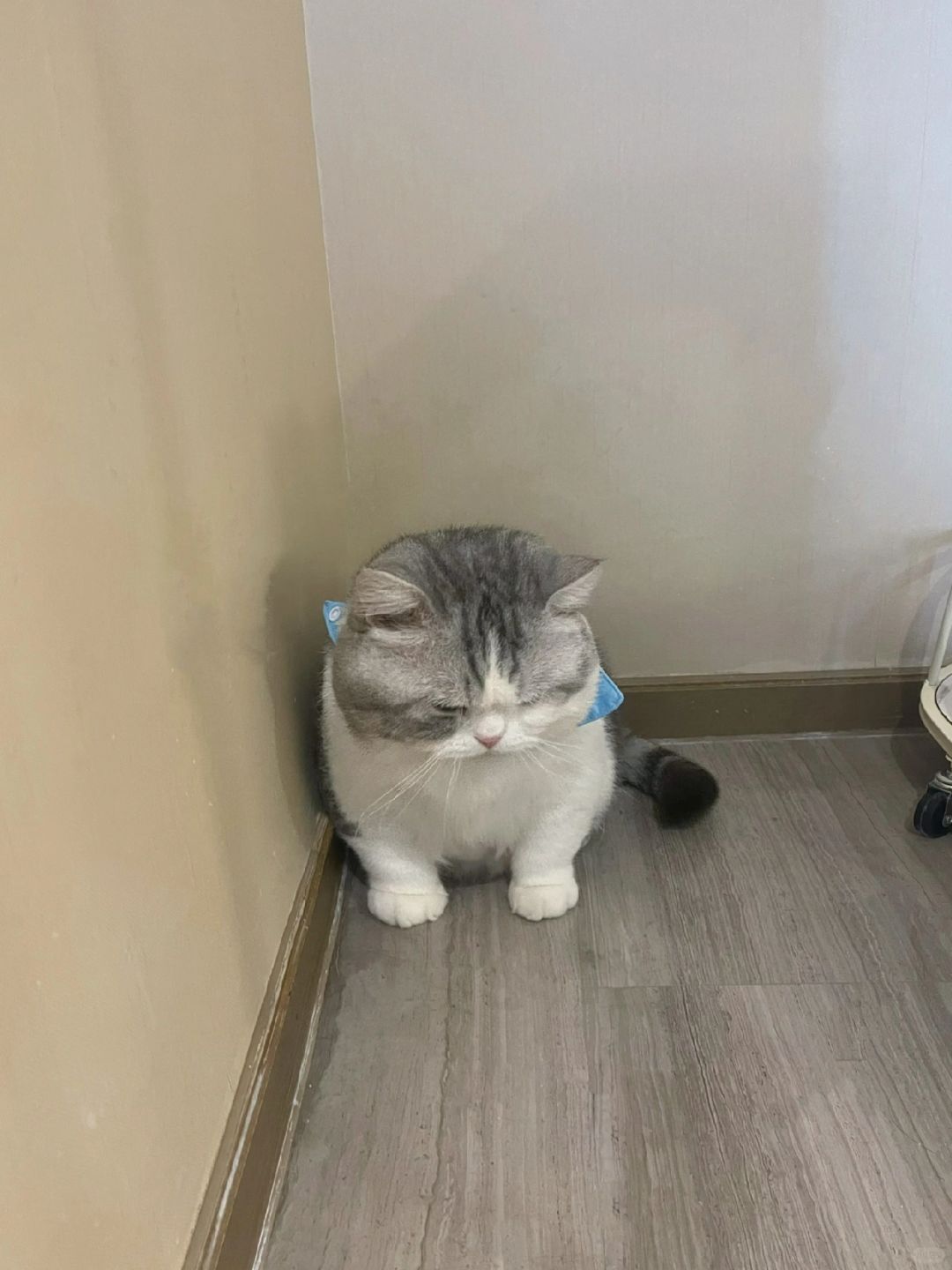 被小母猫揍了 缩在角落委委屈屈