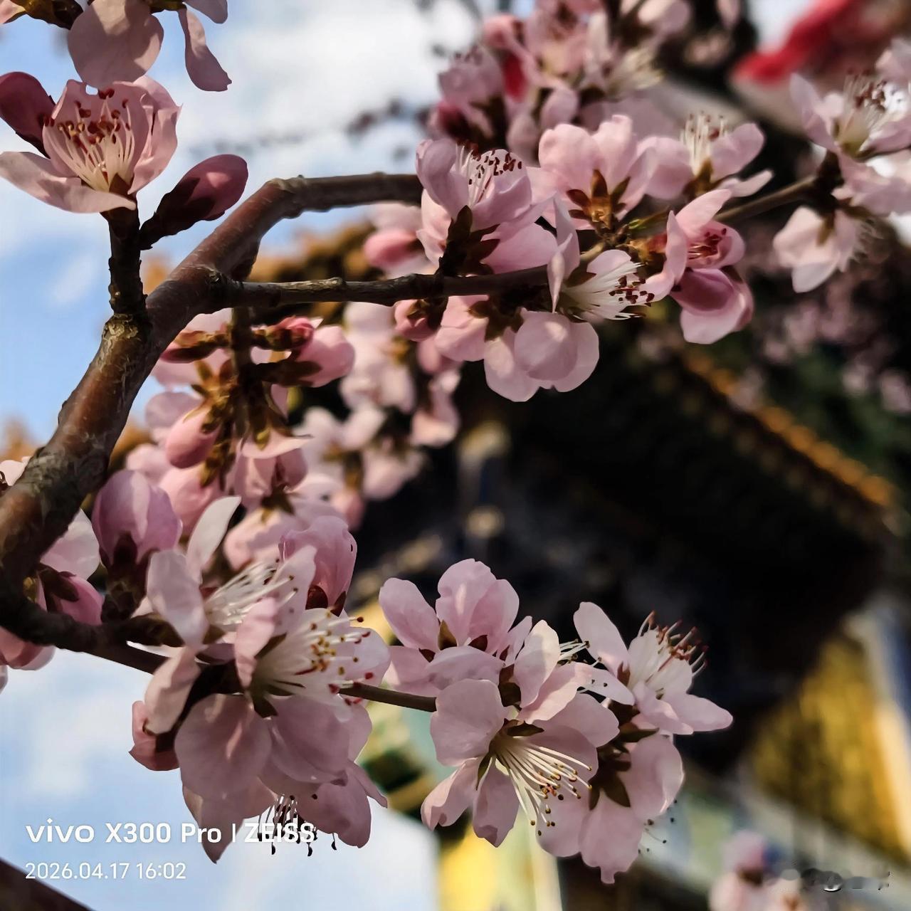 昨天上午阴雨绵绵，到了下午五级大风刮走了乌云，太阳露出了笑脸。
下图是在长春劳动