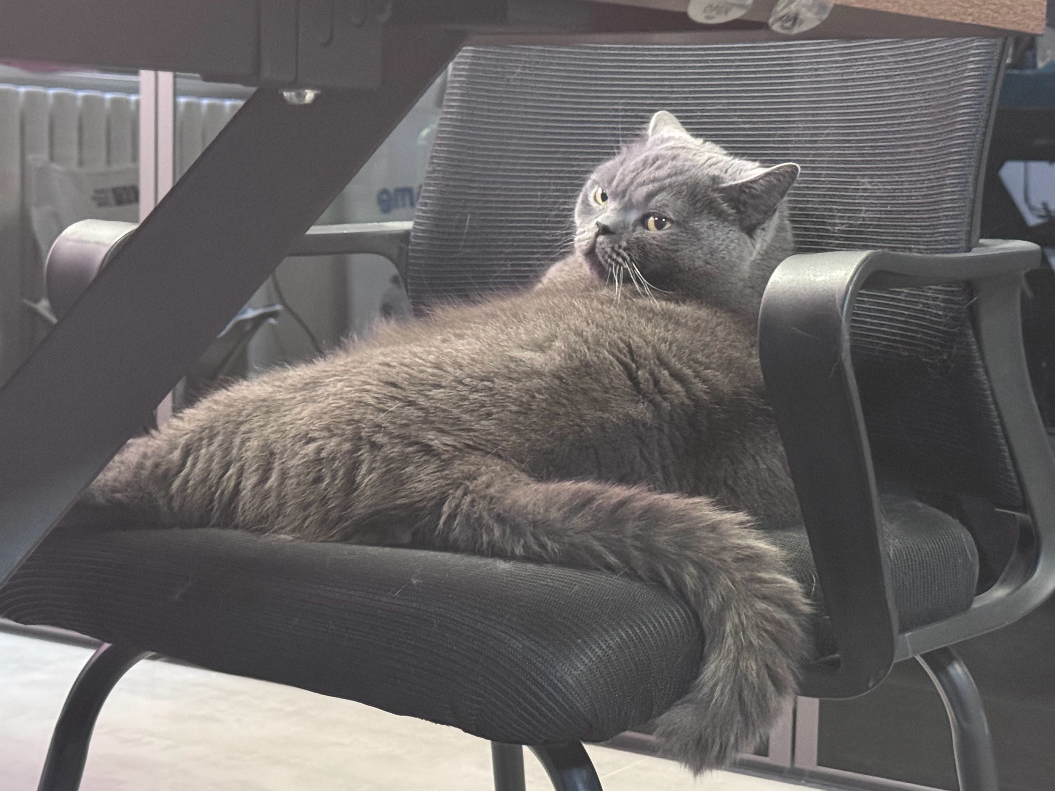 三连拍 慵懒的招财🐱 北京·昌平区保时捷博物馆