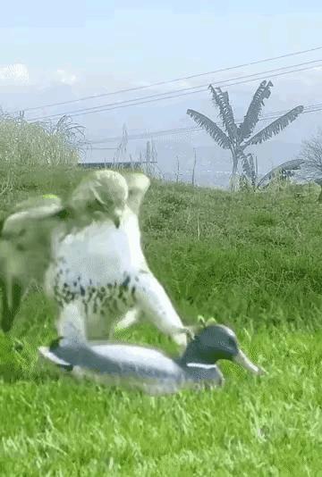 傻老鹰:  咋回事呢？看见一只鸭子蹲在草地上，本以为有了一顿美餐，可是这只鸭子的