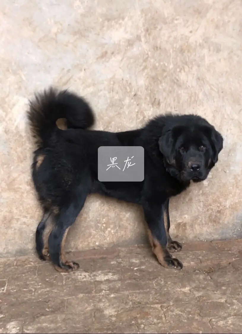 中国藏獒（黑龙）