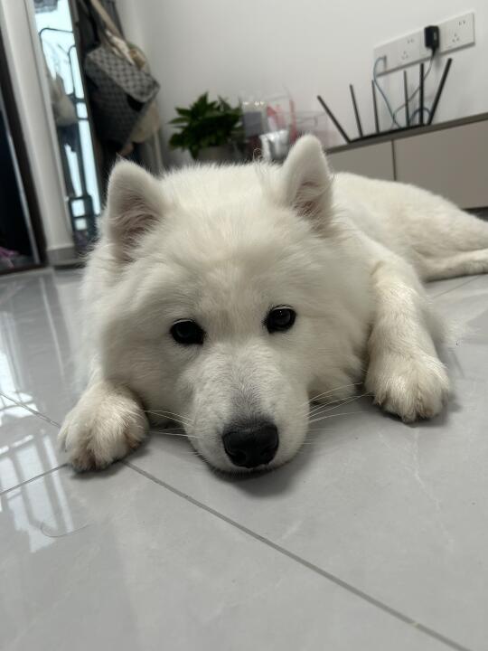 标准的小狗趴
