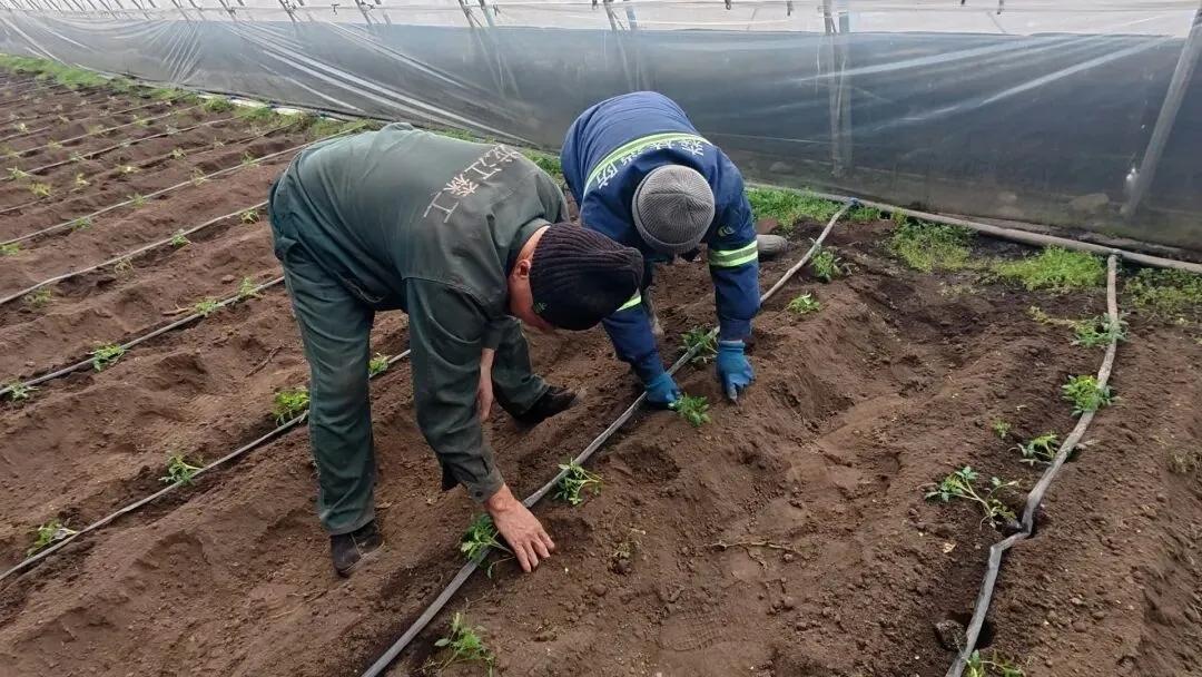 1.8万株草莓柿子苗住进“暖房”｜5月中旬抢“鲜”上市

人勤春早移苗忙。
新春