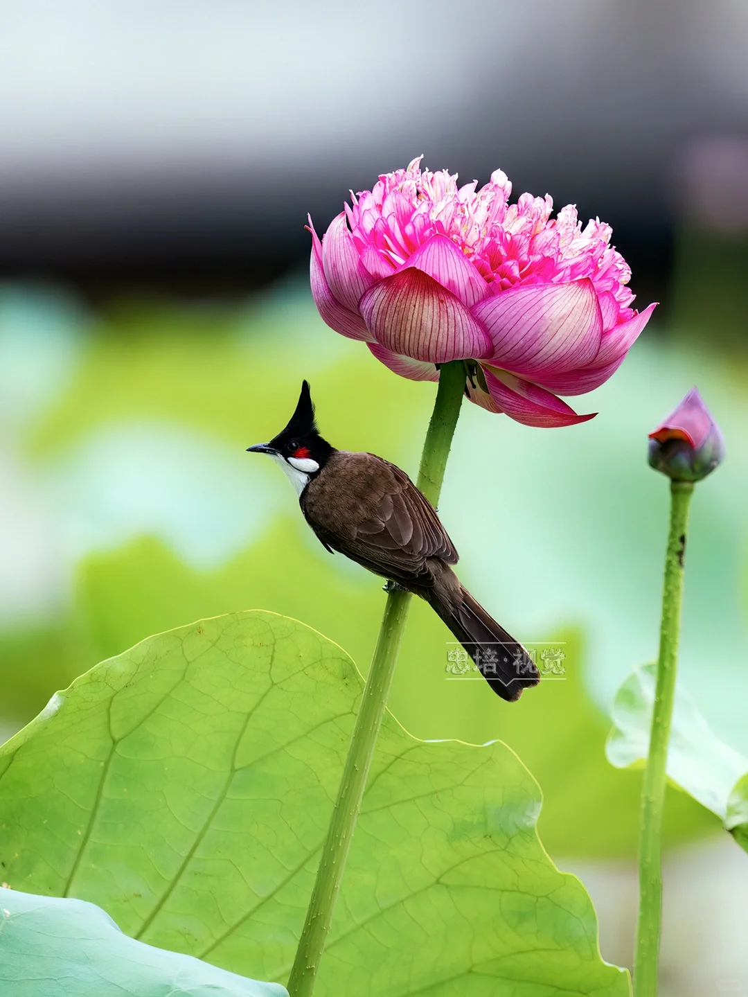 鹎鹎荷花