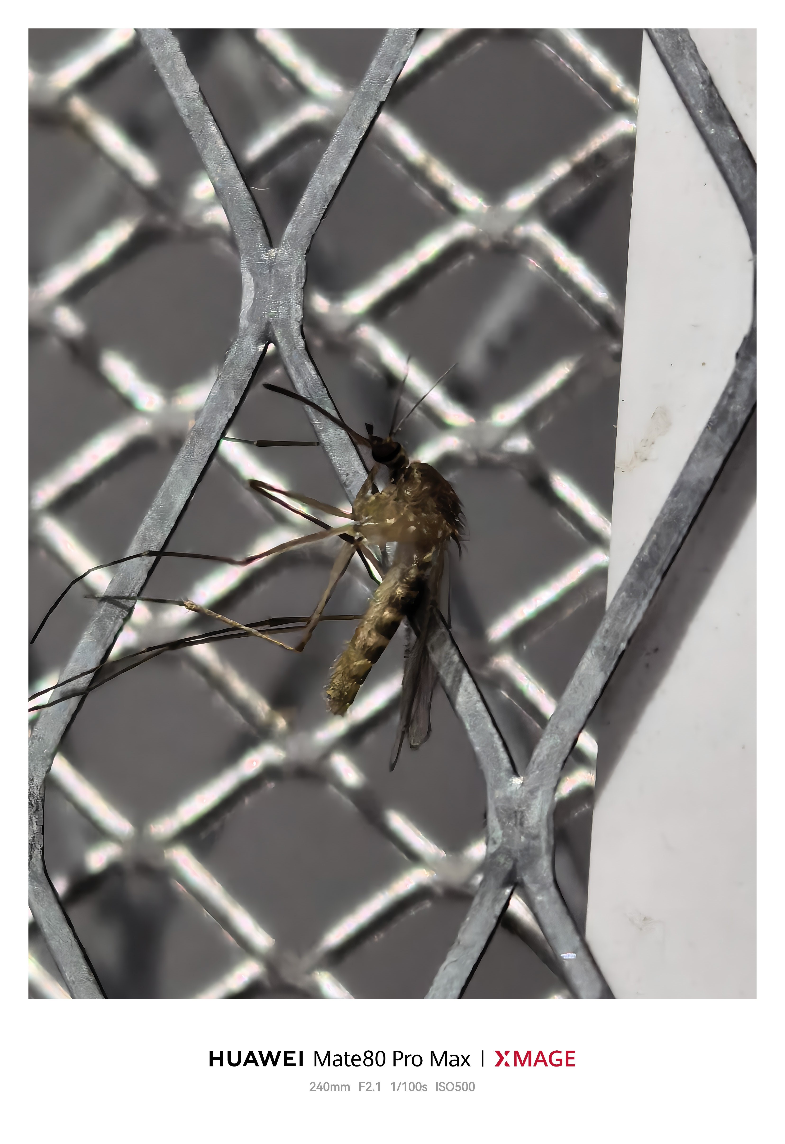 铁门啊，铁窗啊，铁锁链～冬天还有蚊子也是没谁了