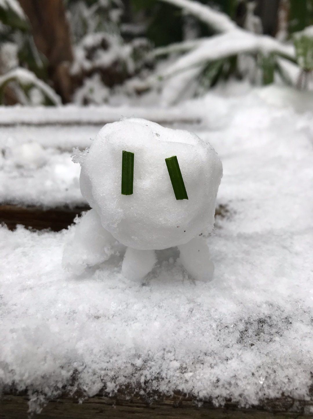 大家说这是什么啊