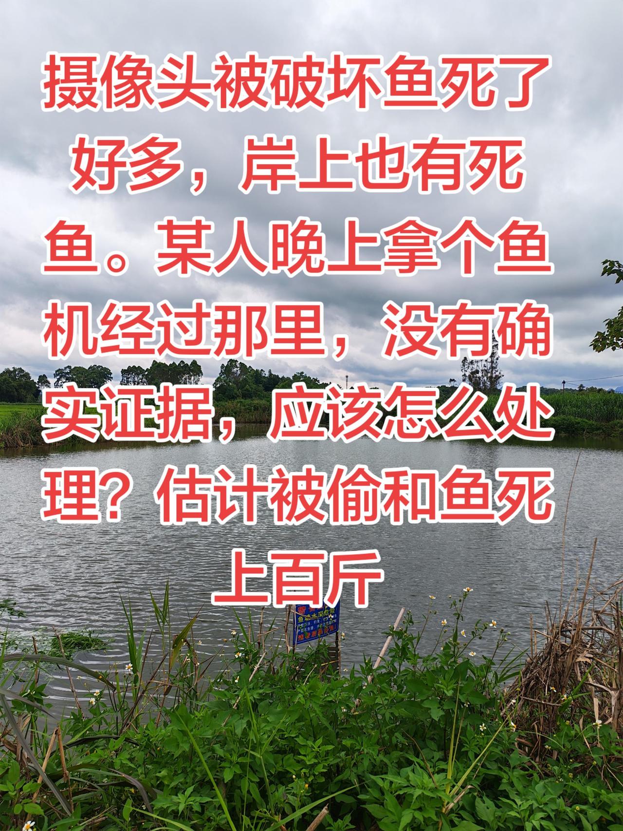 大家养鱼有没有遇见这种情况，被人家偷鱼或者网鱼的？养鱼 养鱼日记 农村生活 农村
