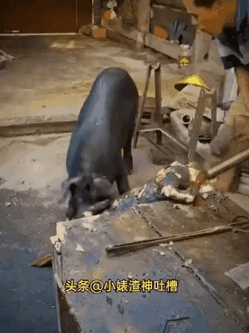 上帝在创造万物时就给所有生灵没置了红线：不食同类！如果敢越线就触碰了死亡开关，朊