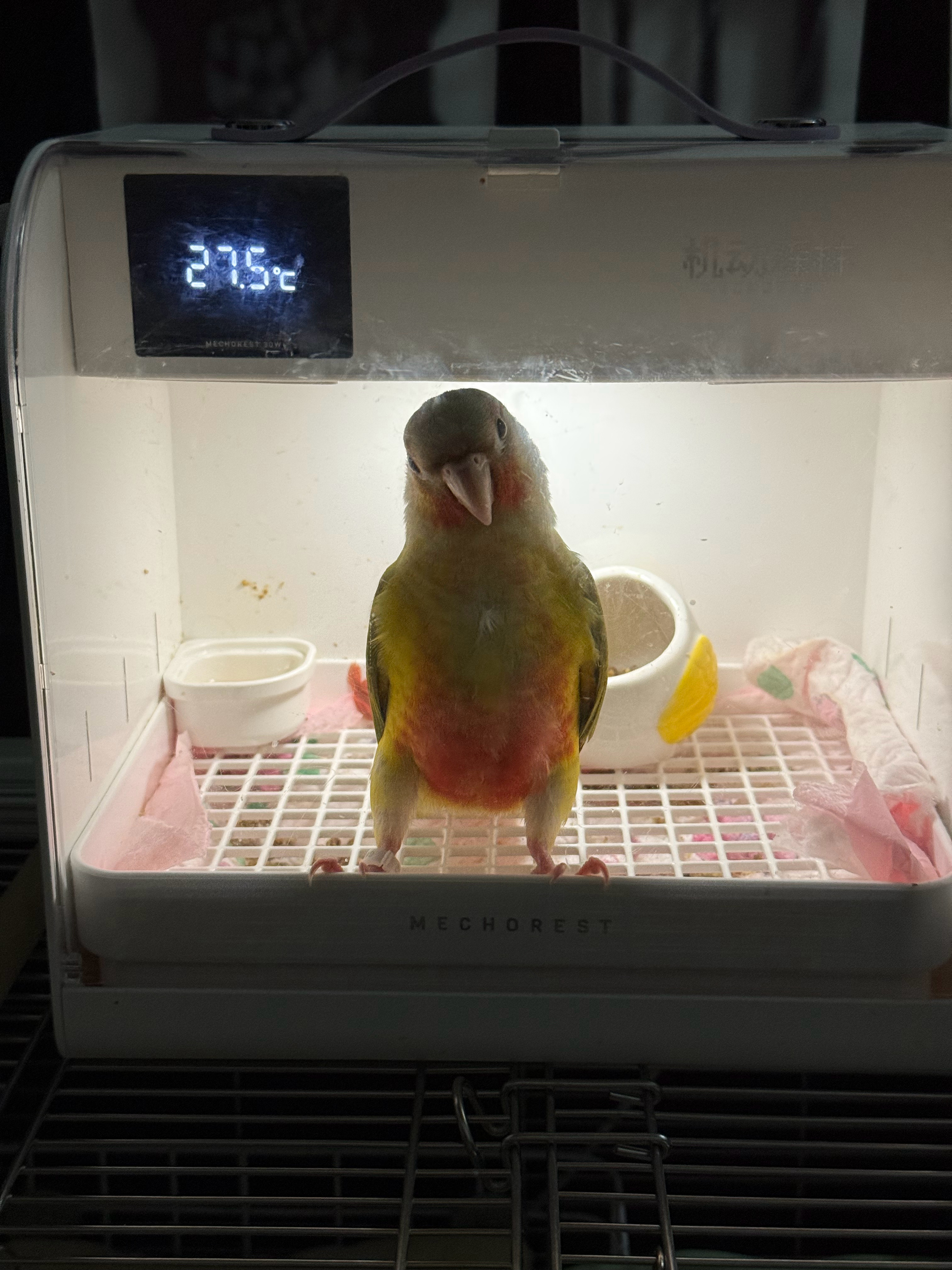 史上最拽豆豆大王 