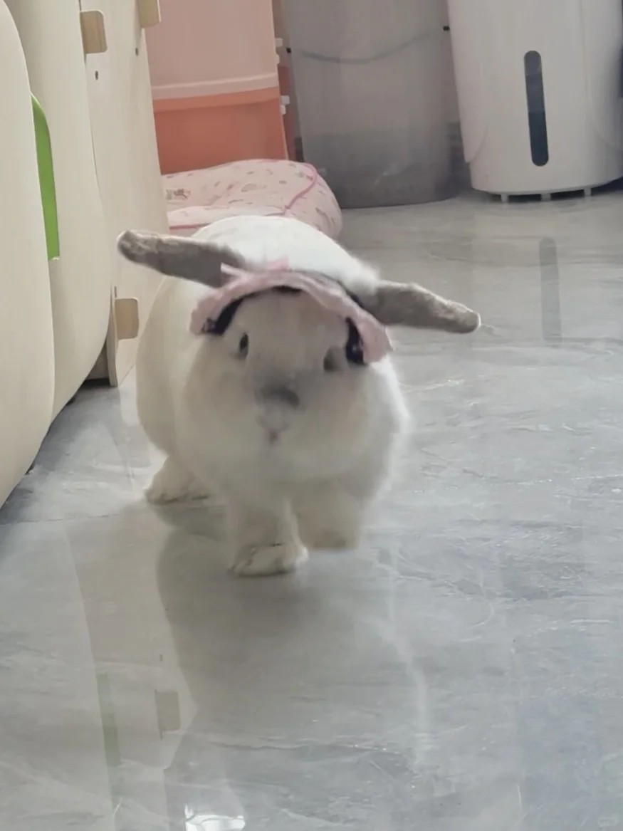 小猪🐰警官出警中🚨！