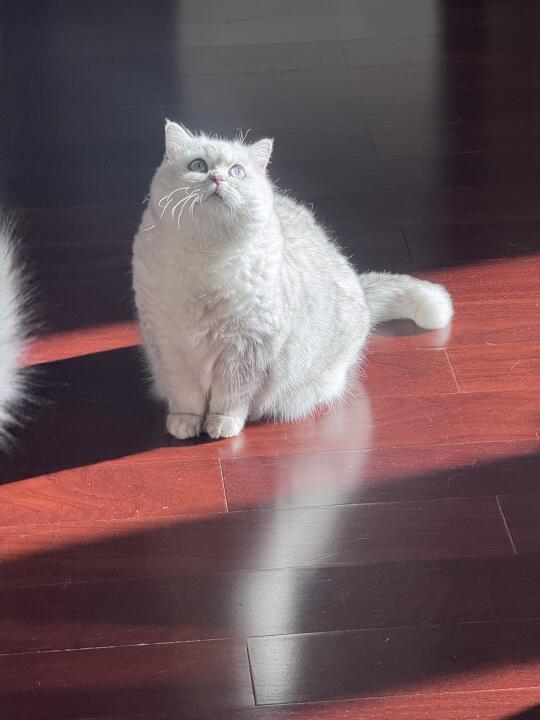 阳光下的幸福2.0🐱