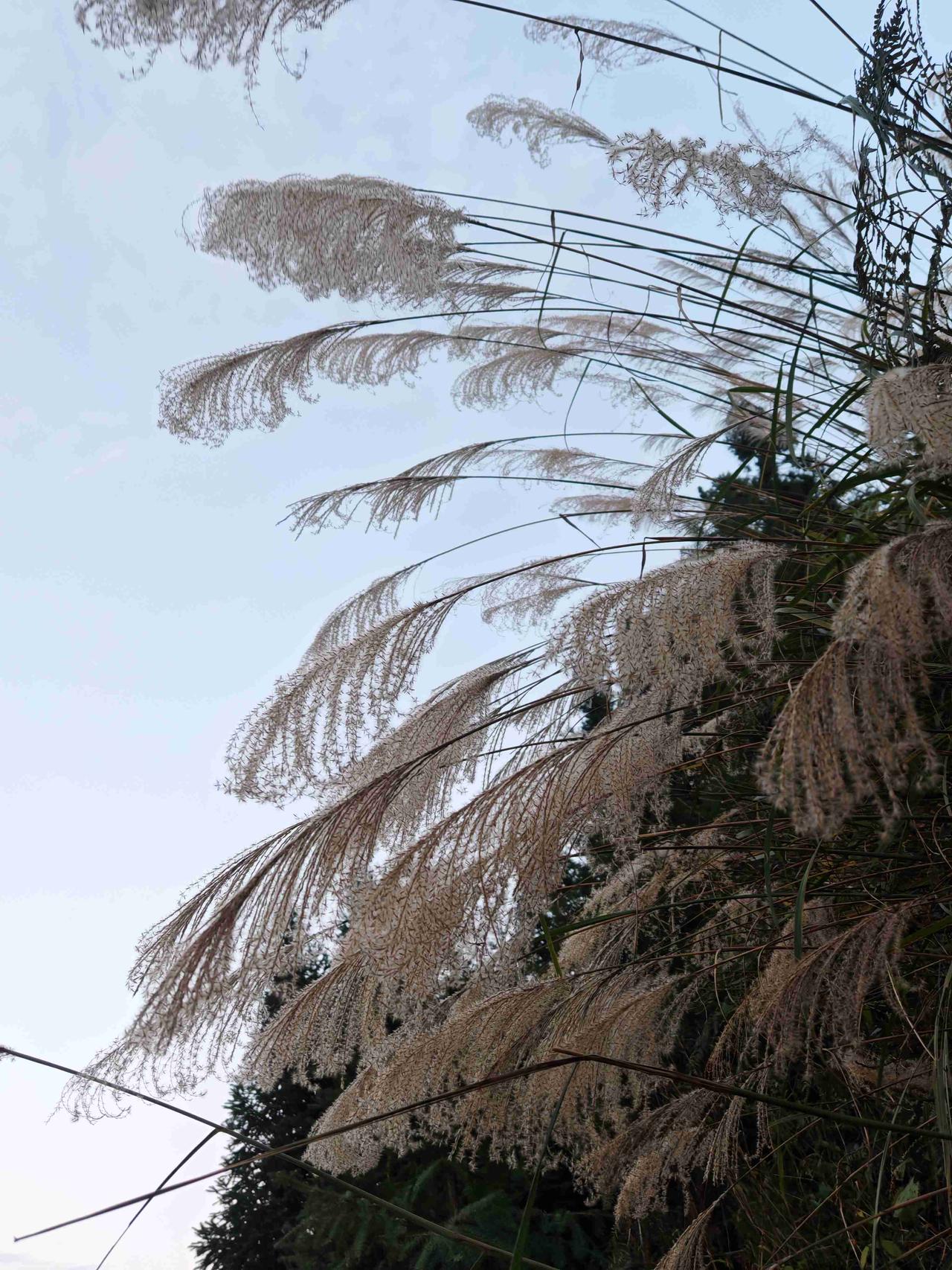 我的今日状态：😁轻松愉快
我这里的天气：☁️阴天
有点冷，只适合呆家！