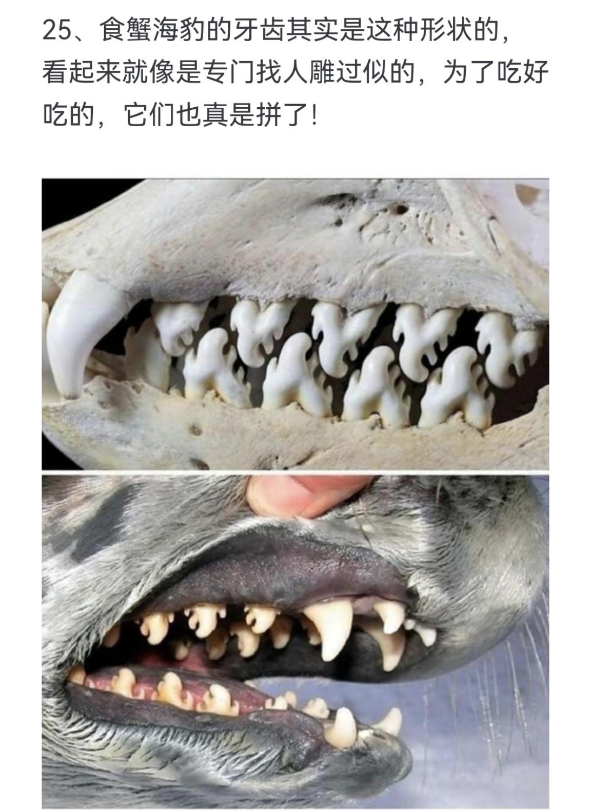 食蟹海豹的牙齿其实是这种形状
