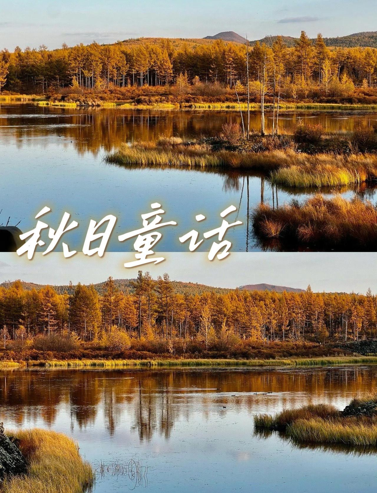 在阿尔山赏秋的每一天都是人生moment！
大兴安岭的彩林和乌苏浪子湖的晨雾美到