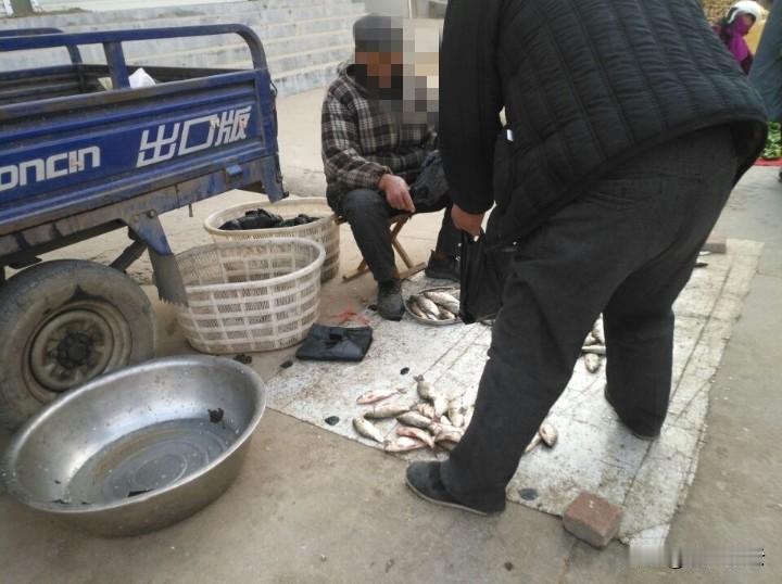 昨天早晨去早市买鲤鱼，那么冷的天，看到一对夫妻老人在买鱼，大约70岁左右，摊子上