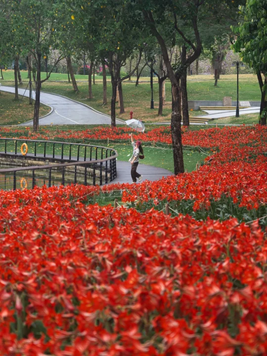 深圳的春雨里 遇见一整片森林花海🌺