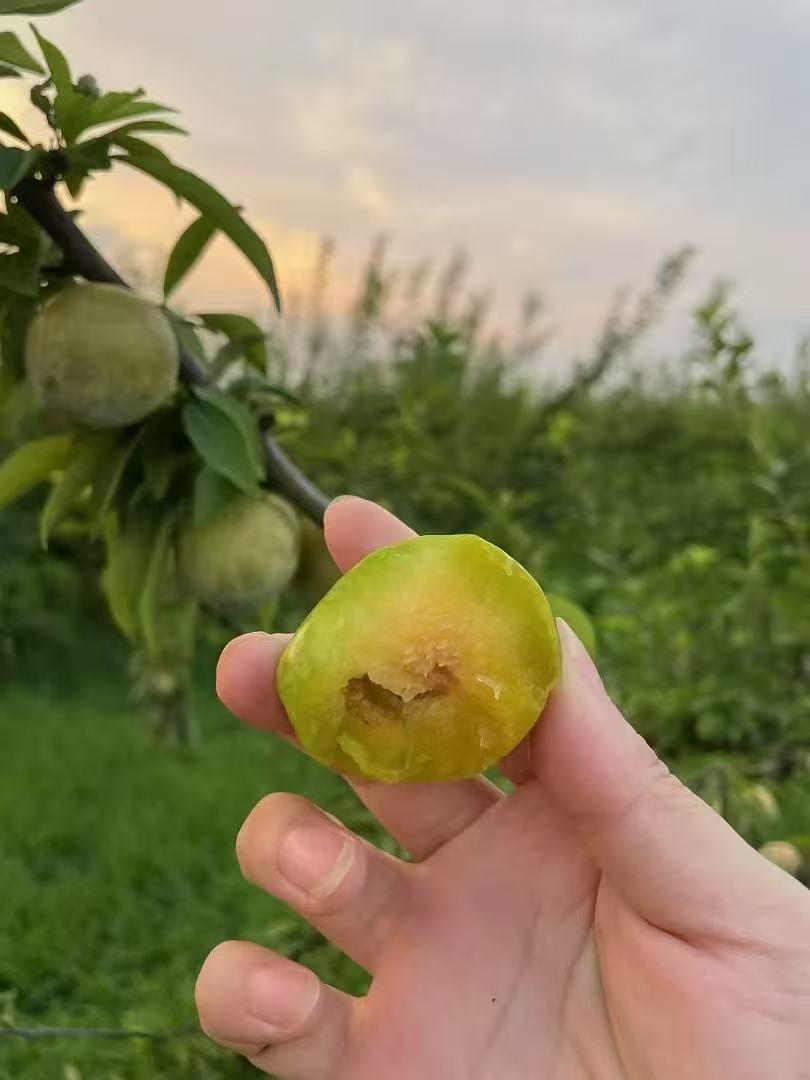 江西赣州夏天必吃，脆甜脱骨黄金奈李攻略！
每年7-8月就等着这口本地黄金奈李，不