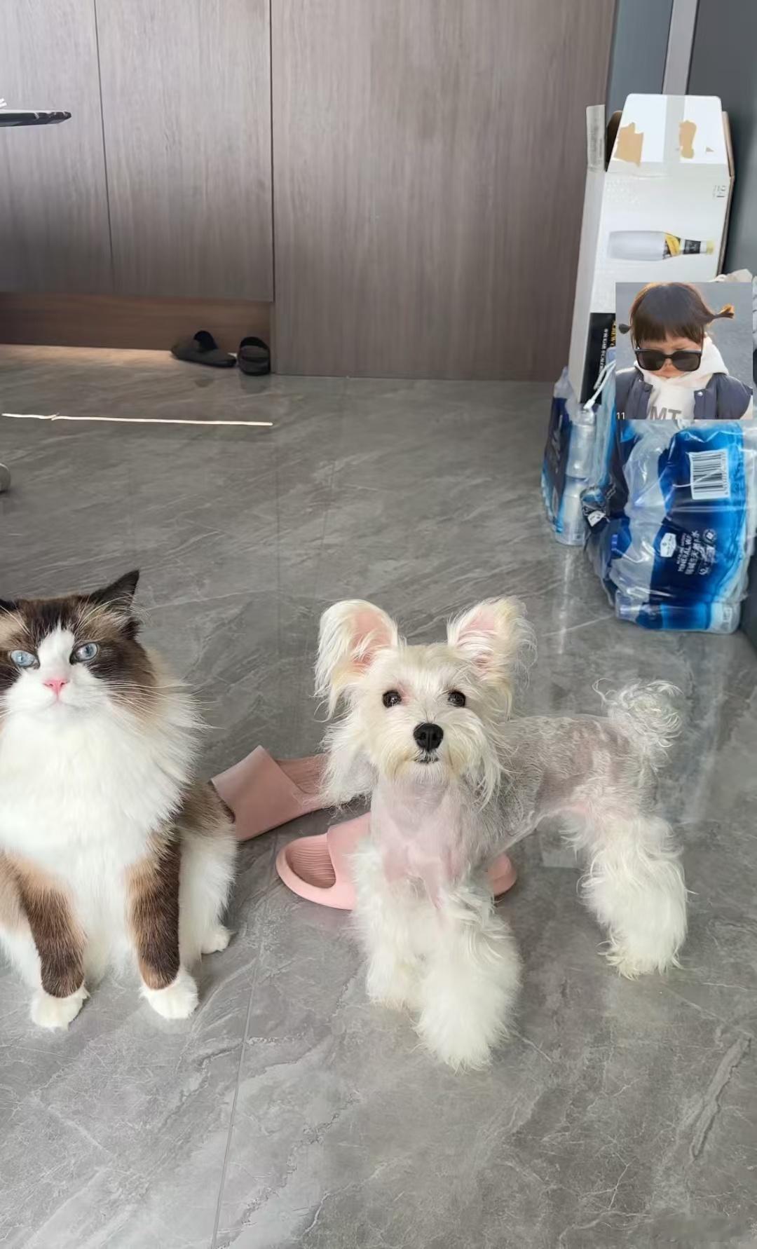 排队剃毛物理降温 ​​​