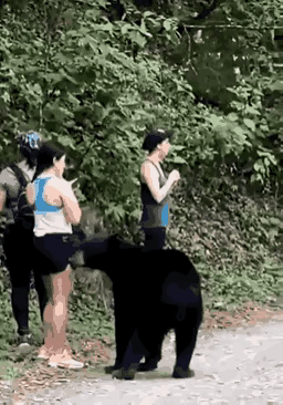 三个漂亮的女孩，游玩时遇到了黑熊，身出险境，居然能够保持如此淡定，心脏真是太强大