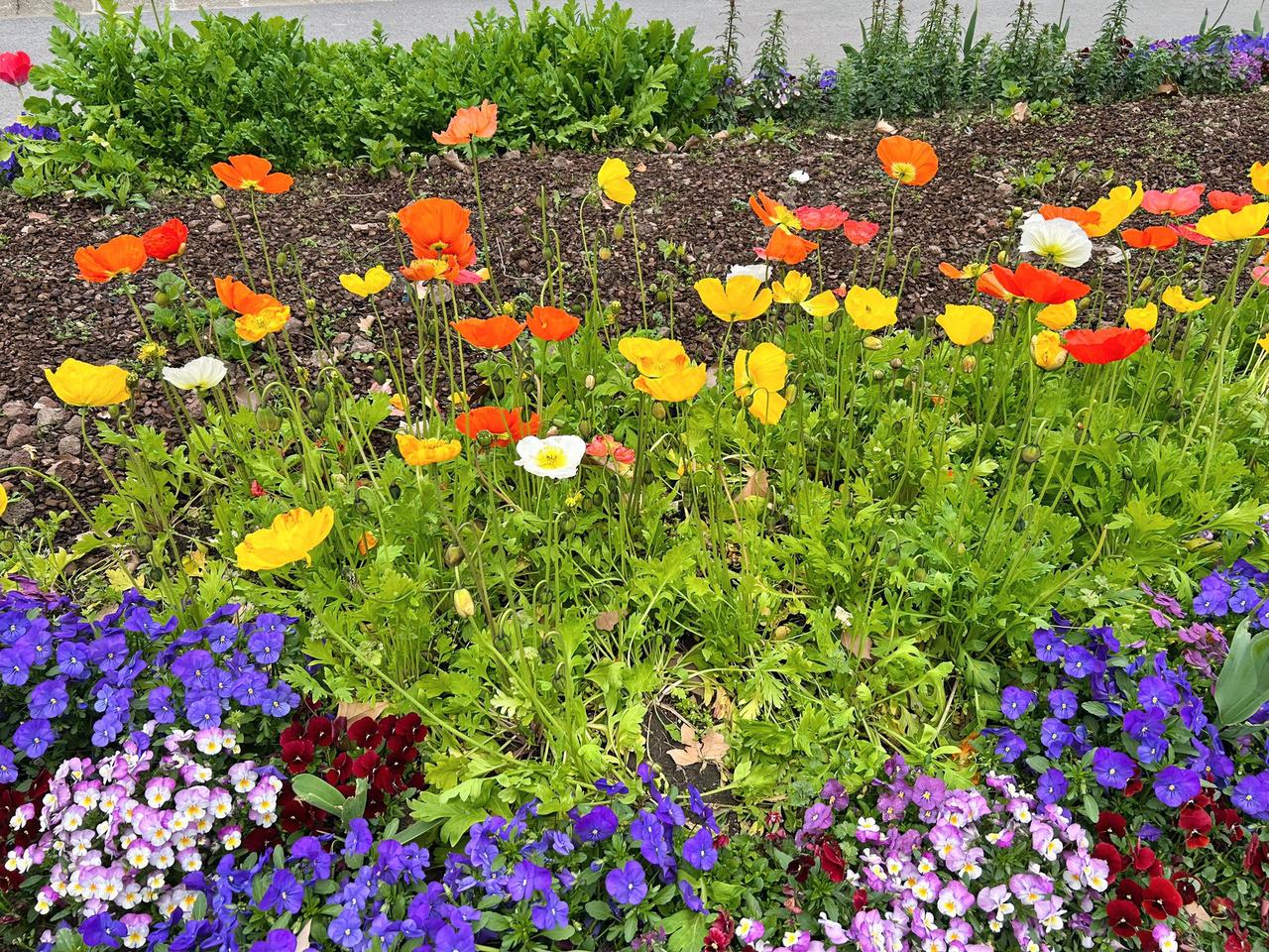 发张你拍的花花证明你是花友花花草草为我所爱，正逢春暖花开时节，各种花草迎风摇曳，