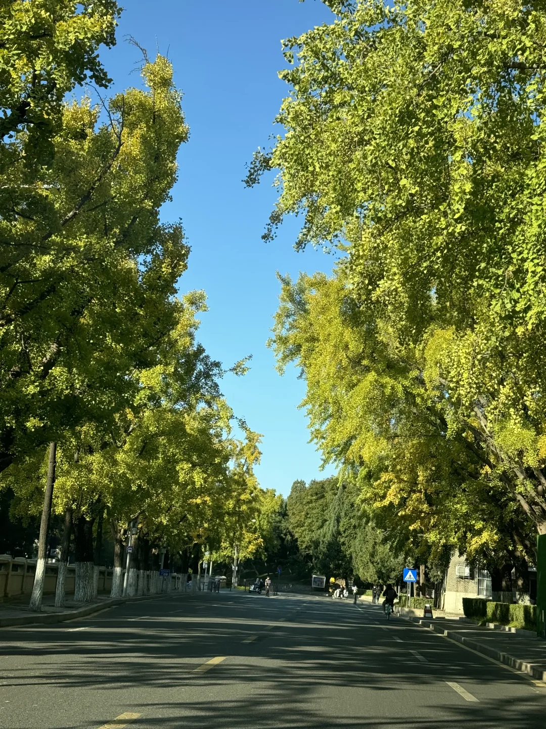 10.20，清华大学的银杏大道未黄，再等1周