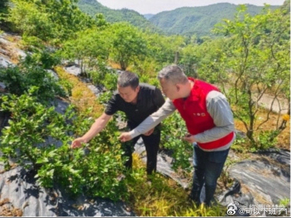 临海供销跑村打通山货出村共富通道奔走田间，服务三农！临海供销跑村队伍日夜坚守，深