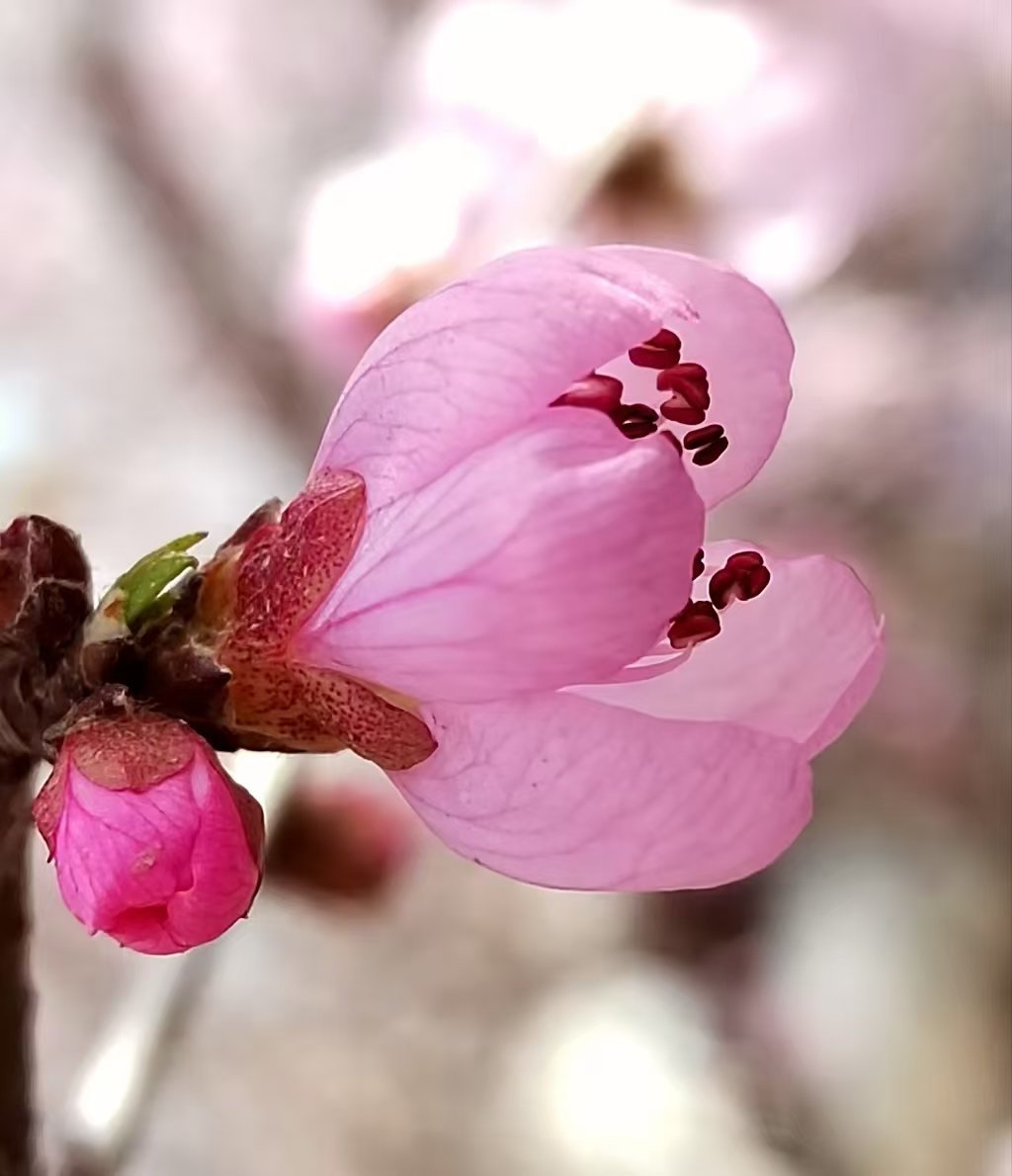 漫步山林间，喜见山桃花开：山桃花，一朵有五瓣，每瓣都是三片花瓣叠加在一起，像一个