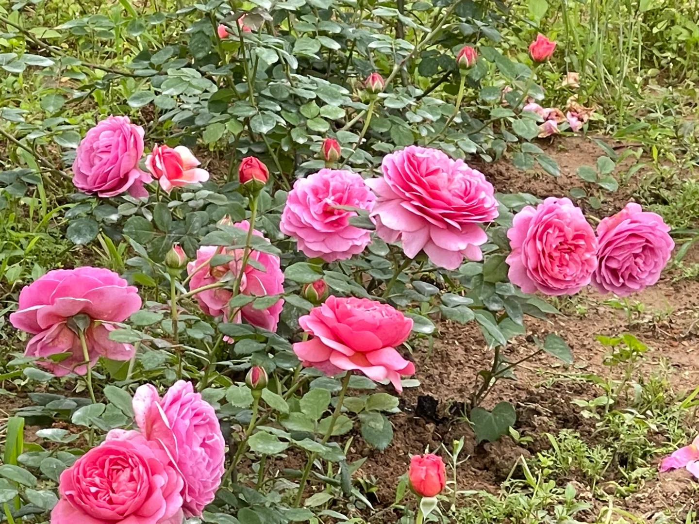 肯特公主