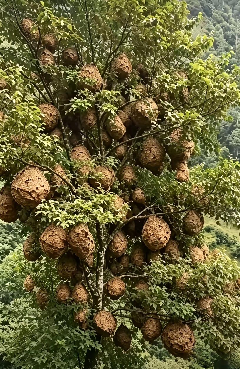 这是野生的榴莲吗？[呲牙]
