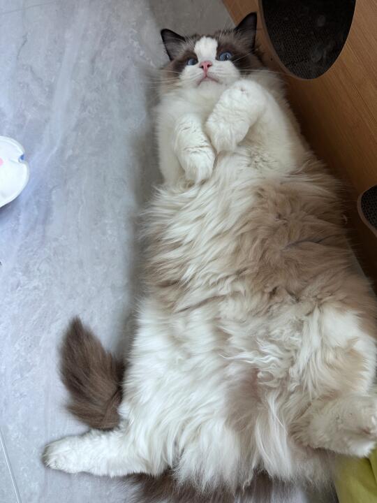 地毯小猫