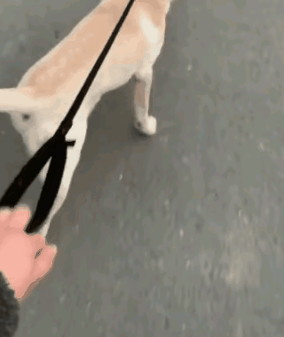 狗：怎么就撒手了呢？快牵上[看][看]