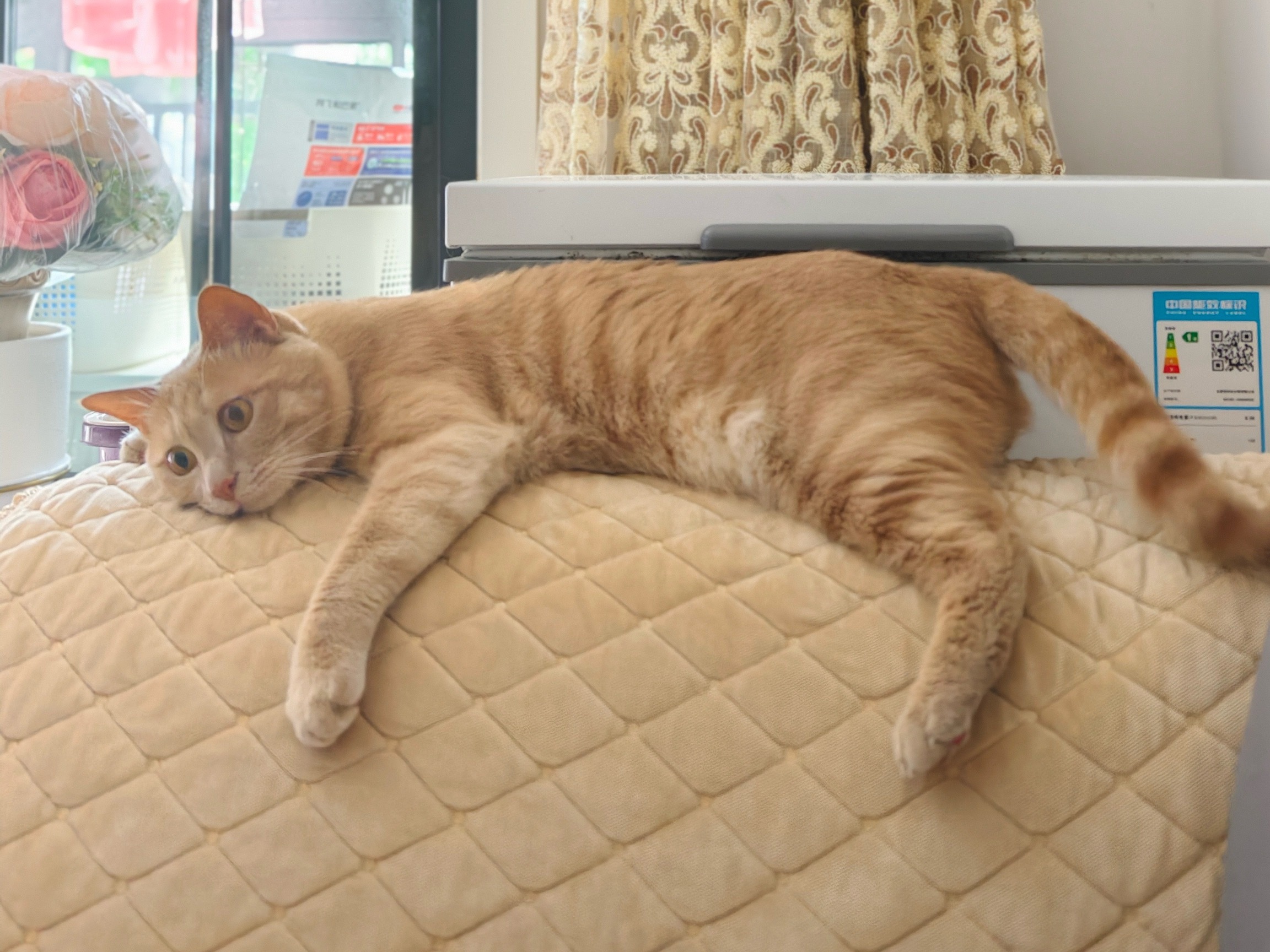 小猫臂力惊人 肚肚逼人看俺们橘🍊哪有肚肚～