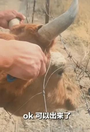 上央视新闻了！新疆阿勒泰，一对开房车旅行的男女路过一片路边草地时，看到一头母牛和