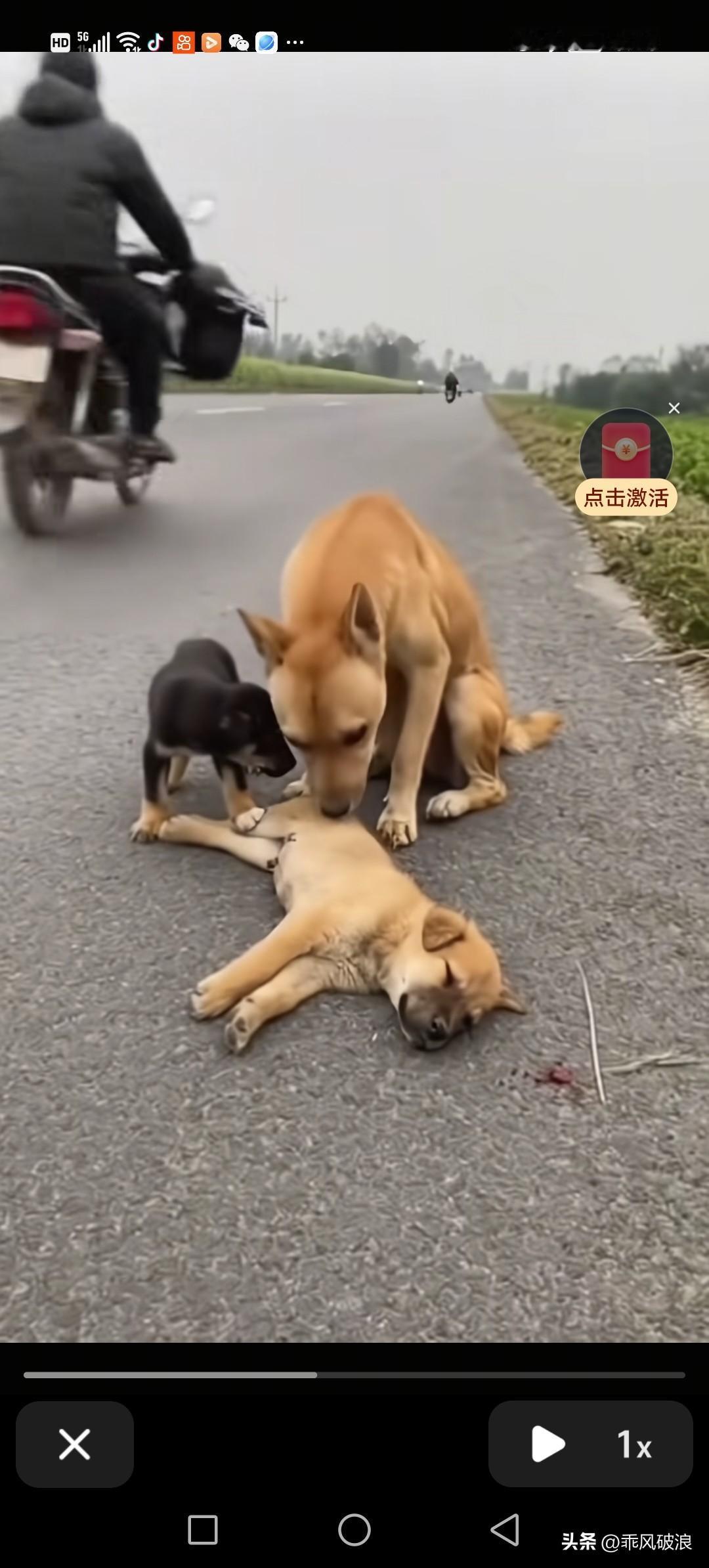 狗宝宝被车撞死，狗妈妈心疼不已，昂首望向天空长鸣，哭得撕心裂肺。路人听闻，皆为它