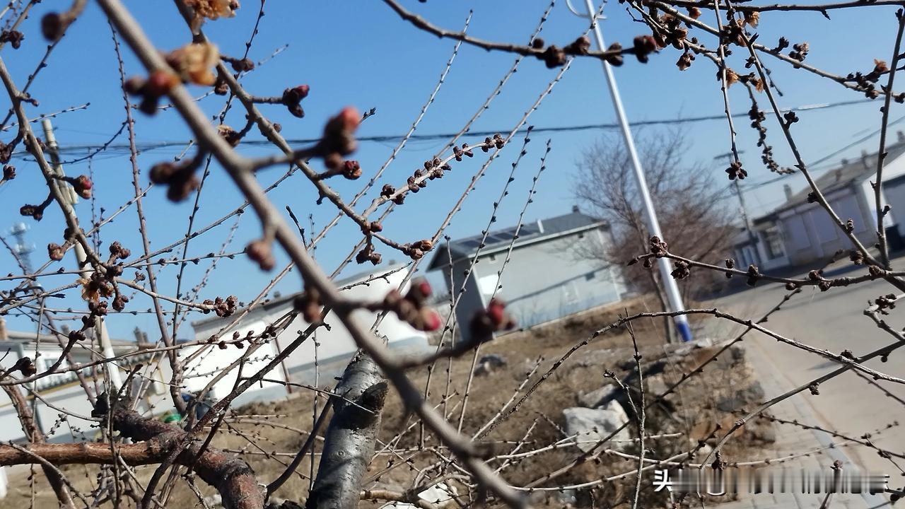 在哈拉沁村西看到结了花苞的山桃树
🍁仿佛是春天来了。