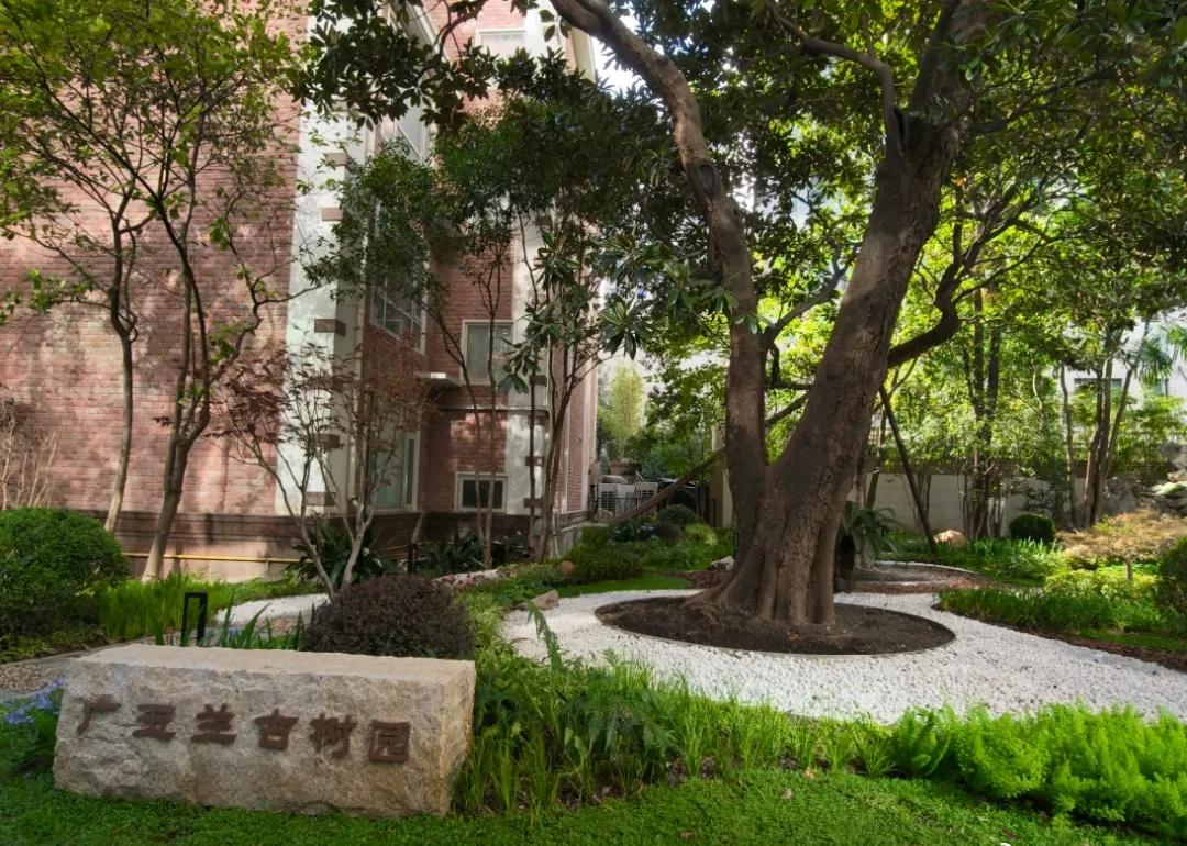 【全市首个！静安这个商圈旁，竟藏着居民区里的“专业古树园”】关注静安 在距离人潮