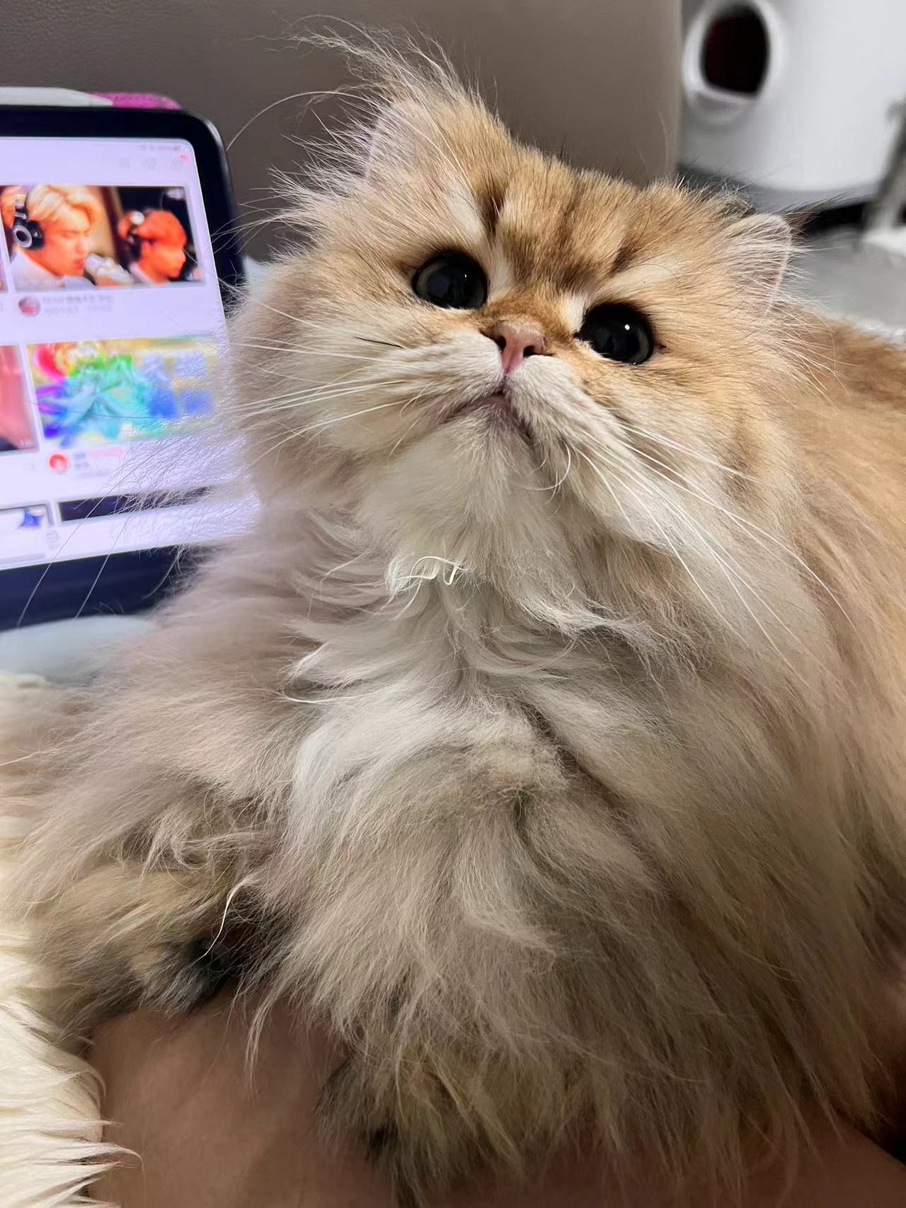 看看桃桃表情好多哦你！！[awsl]#英国长毛猫##辣椒家新家回访##金渐层# 