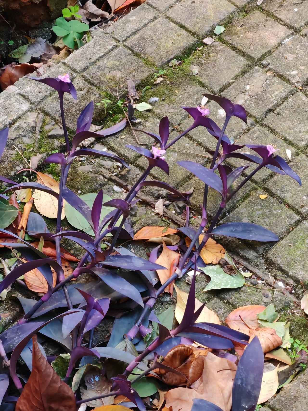 无心插柳柳成荫，有心栽花花不开。小区楼下这些紫竹梅，是从我家花盆里掉到地上生根长