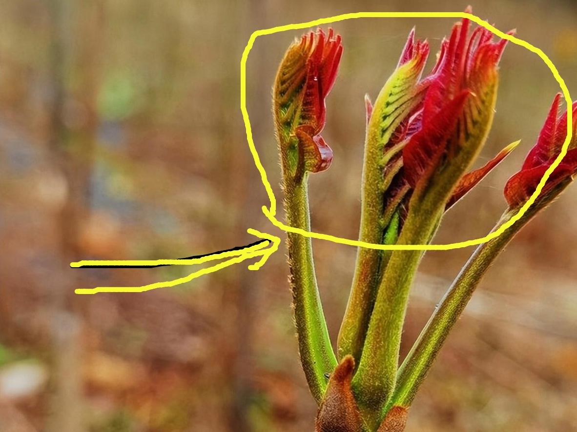 又到了吃香椿的季节了，一开春就长出嫩红芽儿，摘到手里都能感觉到天的鲜。
新鲜的香
