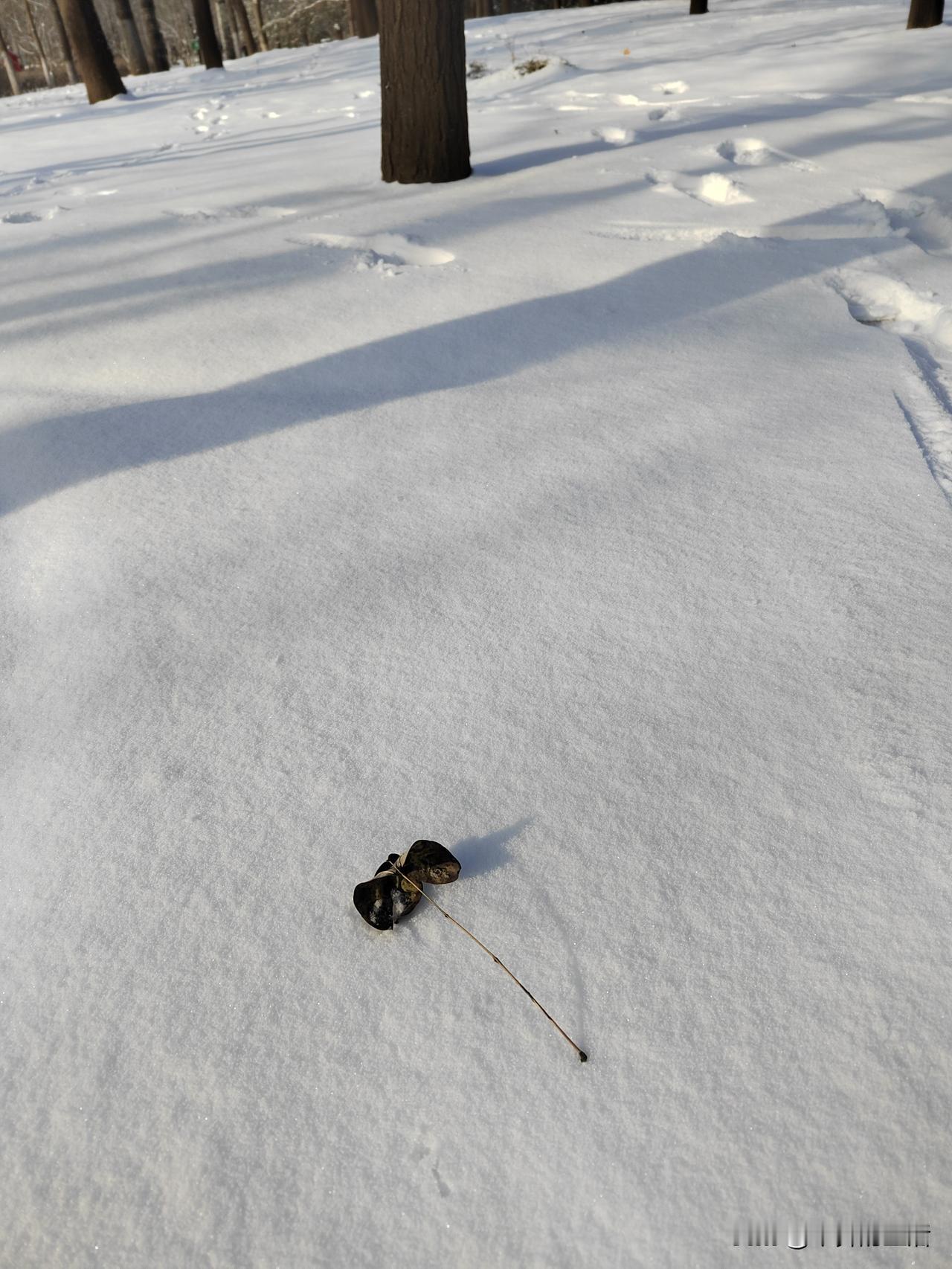 晒图笔记大赛一场初雪，一夜之间让北京变成了北平。初雪后的北京静谧、庄严，你的朋友