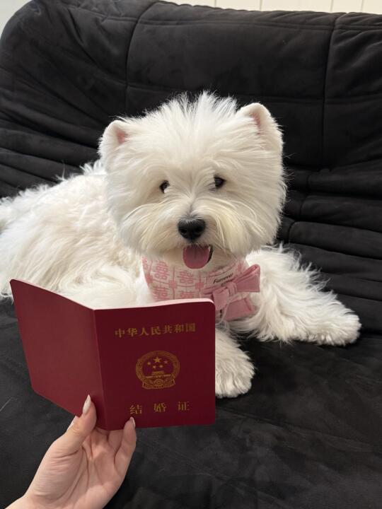 人 我同意你们结婚